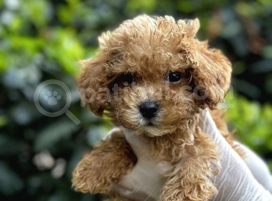 Sıfır Numara Poodle Yavrularım görsel