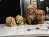 Sıfır Numara Poodle Yavrularım