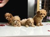 Sıfır numara poodle yavrularım