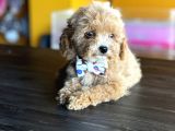 Mükemmel Poodle Yavrularım