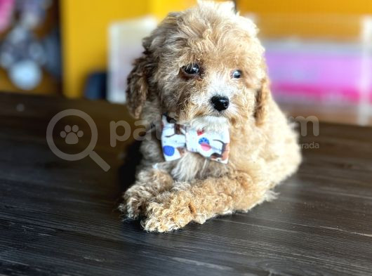 Mükemmel Poodle Yavrularım görsel