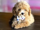 Mükemmel Poodle Yavrularım