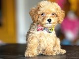 Mükemmel Poodle Yavrularım