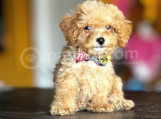 Mükemmel Poodle Yavrularım görsel