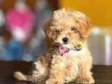 Mükemmel poodle yavrularım