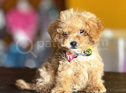 Mükemmel Poodle Yavrularım