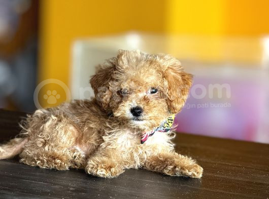 Mükemmel Poodle Yavrularım görsel