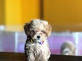 Mükemmel Poodle Yavrularım