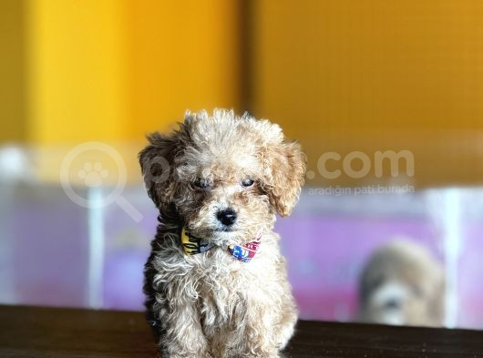 Mükemmel Poodle Yavrularım görsel