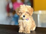 Mükemmel Poodle Yavrularım