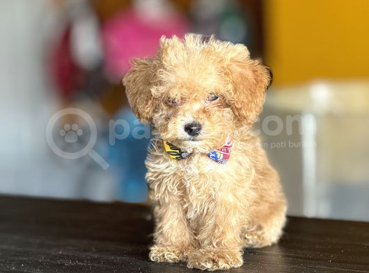 Mükemmel Poodle Yavrularım görsel