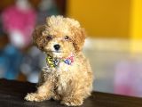 Mükemmel Poodle Yavrularım