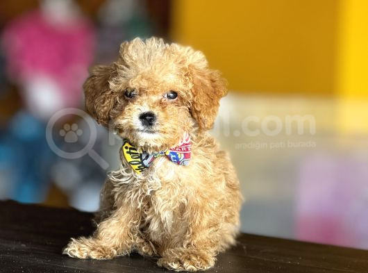 Mükemmel Poodle Yavrularım görsel