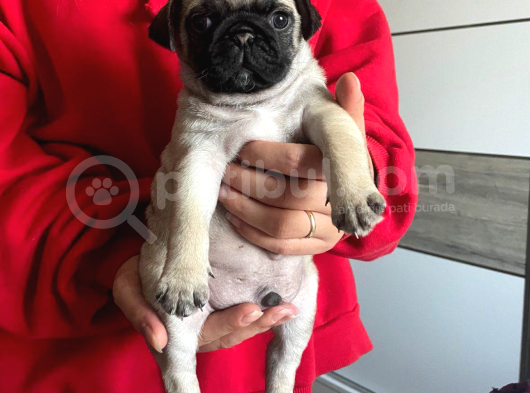 Sevi̇mli̇ Pug Kardeşler