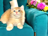 British shorthair Golden Bebekler 