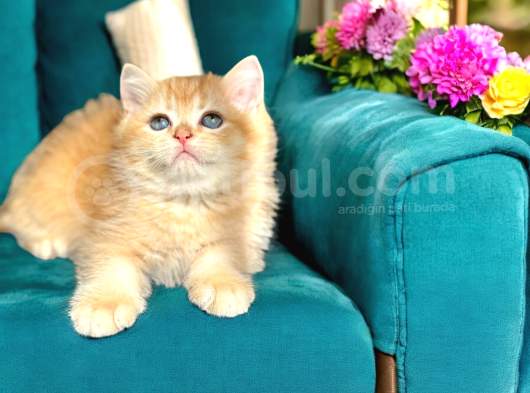 British Shorthair Golden Bebekler 