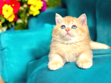 British Shorthair Golden Bebekler 