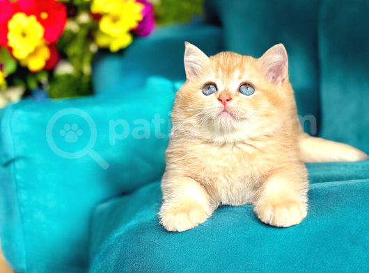 British Shorthair Golden Bebekler  görsel