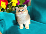 British Shorthair Golden Bebekler 