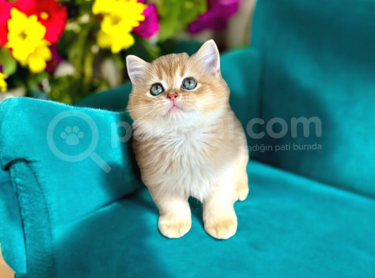 British Shorthair Golden Bebekler  görsel