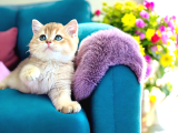 British Shorthair Golden Bebekler 