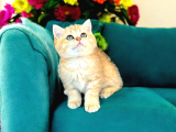 British Shorthair Golden Bebekler 