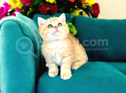 British Shorthair Golden Bebekler  görsel