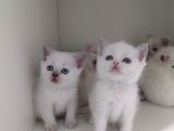 British shorthair ERKEK KARDESLER