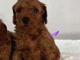 Tooy poodle cinsi yavrular Dişi erkek mevcuttur 