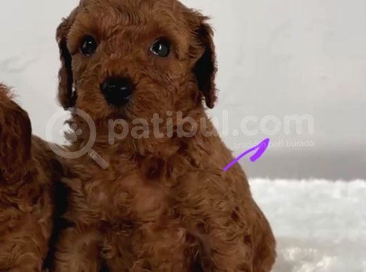 Tooy Poodle Cinsi Yavrular Dişi Erkek Mevcuttur 