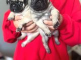 Sevi̇mli̇ Pug Kardeşler