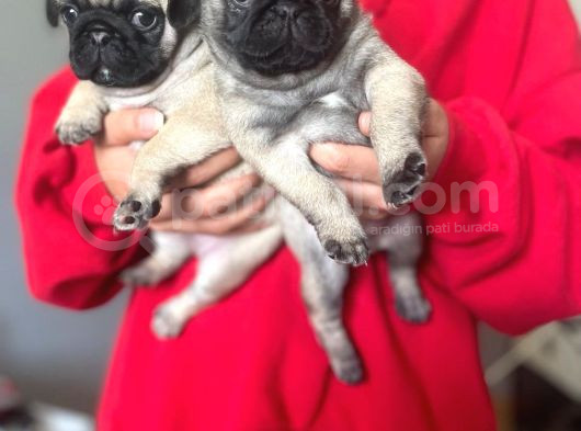 Sevi̇mli̇ Pug Kardeşler görsel