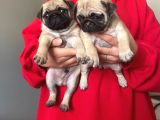 Sevi̇mli̇ Pug Kardeşler
