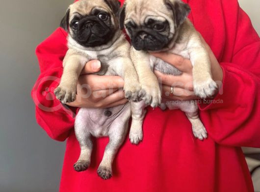 Sevi̇mli̇ Pug Kardeşler görsel