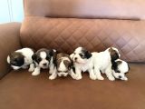 Sağlık ve ırk garantili shih tzu yavrularımız