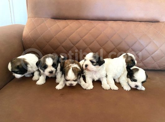 Sağlık Ve Irk Garantili Shih Tzu Yavrularımız