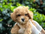 Kahve tonlu mini boy puppy sevimli yavrular MALTİPO CİNSİ 