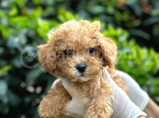 Kahve Tonlu Mini Boy Puppy Sevimli Yavrular Malti̇po Ci̇nsi̇ 