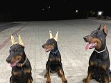 Show Kali̇te Safkan Dobermanlarim