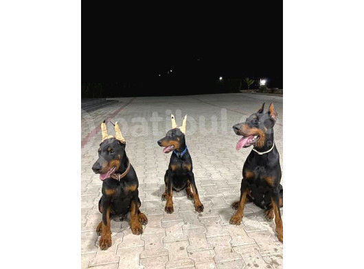 Show Kali̇te Safkan Dobermanlarim