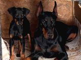 Show Kali̇te Safkan Dobermanlarim