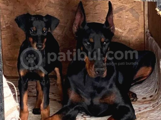 Show Kali̇te Safkan Dobermanlarim görsel