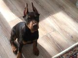 Show Kali̇te Safkan Dobermanlarim