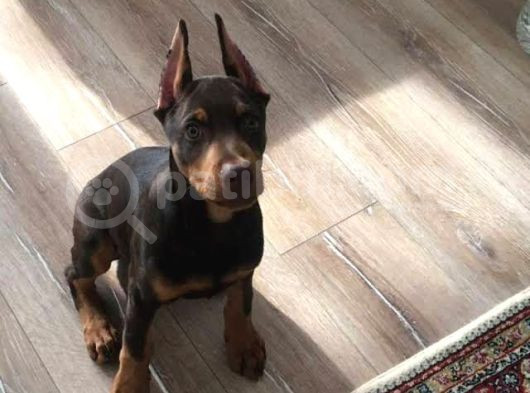 Show Kali̇te Safkan Dobermanlarim görsel