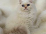 British Longhair Sevimli Yavrular