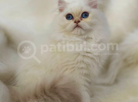 British Longhair Sevimli Yavrular
