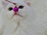 British Longhair Sevimli Yavrular