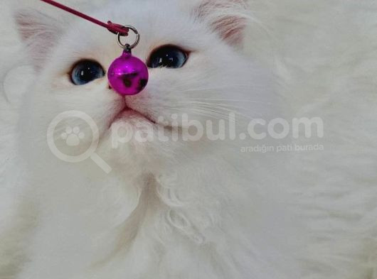 British Longhair Sevimli Yavrular görsel