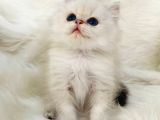 British Longhair Sevimli Yavrular