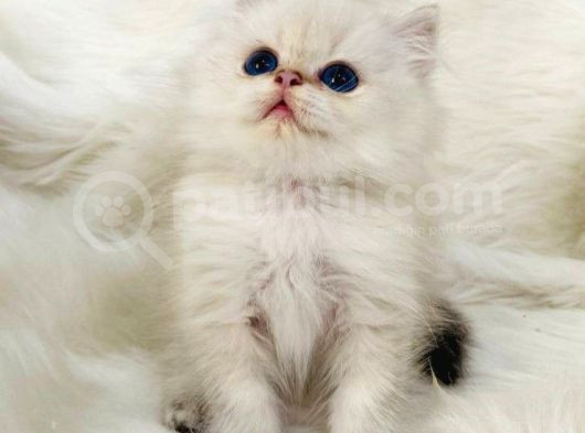 British Longhair Sevimli Yavrular görsel
